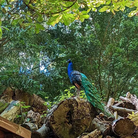 Le Château Des Rêves De Fresnel