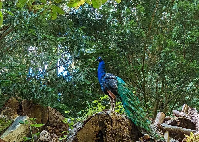 Le Chateau Des Reves De Fresnel