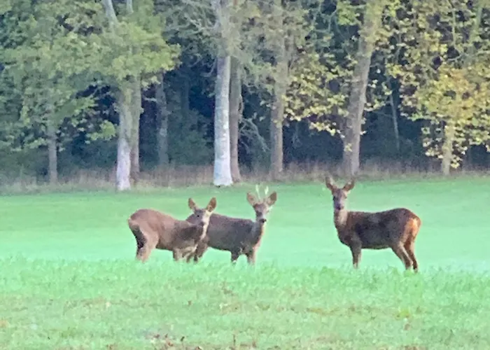 Bed & Breakfast Le Chateau Des Reves De Fresnel